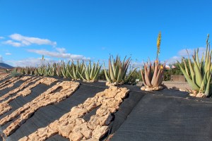Aloe Vera museum Fuerteventura