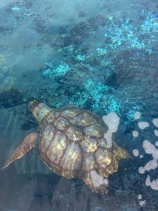 Turtle Nursery Fuerteventura roadtrip