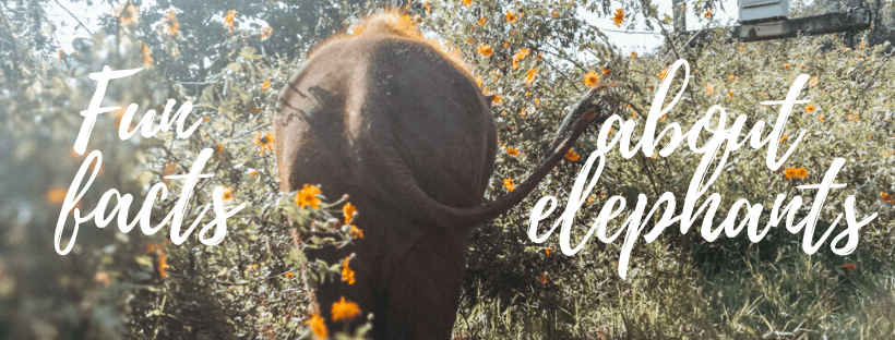 Fun Elephant facts I learned while visiting an Elephant&nbsp;sanctuary