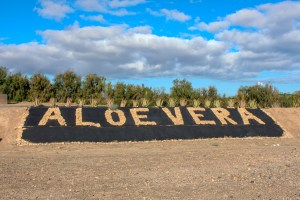 Aloe Vera museum Fuerteventura